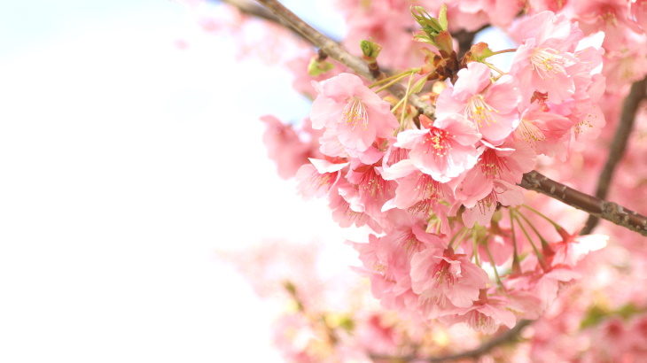 ひとあし早く桜を愛でよう。第8回平戸永谷川さくらまつり