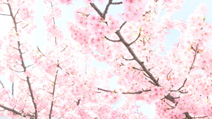 イベントは中止でも…桜は咲いている！平戸永谷川が春めき中