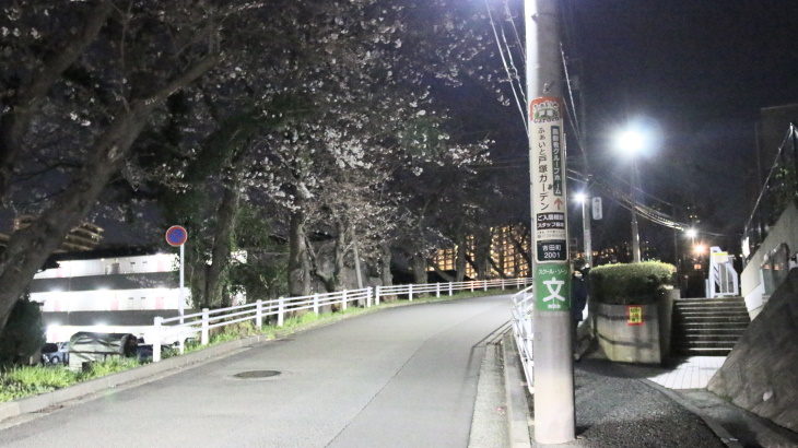 戸塚の桜坂？税務署周辺は近隣住民を癒す桜スポットだった
